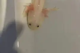 Axolotl Fish for Sale