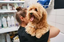 Why Mobile Dog Grooming Might Be Your Perfect 