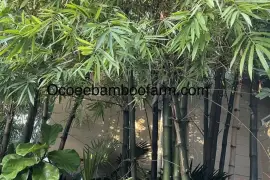 Ocoee bamboo Farm