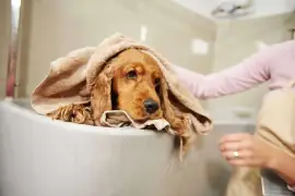 The Consequences of Skipping Dog Baths: Know from 