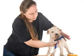 Pet Grooming Injuries: How Can Pet Groomers Treat 