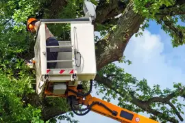 E.X.T Eagles Tree Maintenance