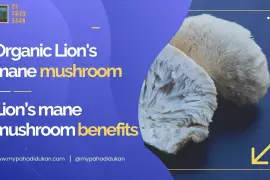 Buy Organic Lion's mane mushroom from MPD
