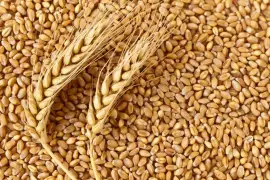 Buckwheat supplier