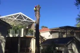 Tree Removal Cutting Sydney