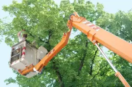 Tree Trimming & Pruning Services Kingsford