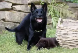 Exquisite Black German Shepherd Puppies Available