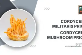 Buy Cordyceps Mushroom Online from My Pahadi Dukan