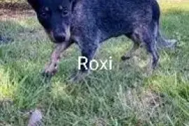 Blue Heelers for sale