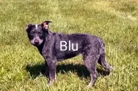 Blue Heelers for sale