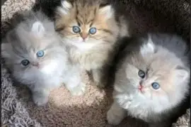 Gorgeous full persian kittens