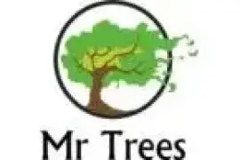 Mr.Trees