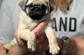 Unleash Your Love for Pug Puppies: Meet the Most A