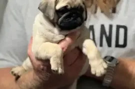 Unleash Your Love for Pug Puppies: Meet the Most A