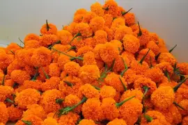 Flowers Exporter in Tamilnadu