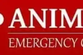 Animal Emergency Clinic