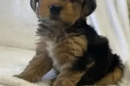Yorkie puppies available for rehoming 