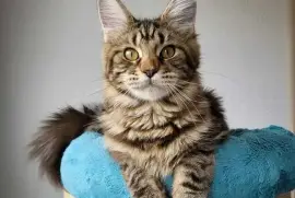 Maine Coon Kittens | Maine Coon Cats For sale