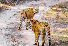 wildlife tour in Rajasthan