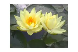 Hardy Water Lilies