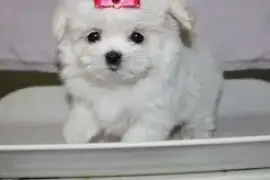 Cute Maltese Puppies for Christmas Gift 