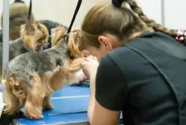 Explore The Dog Room Grooming Services in Chicago