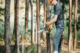 Swift, Safe, Affordable Tree Removal Service!