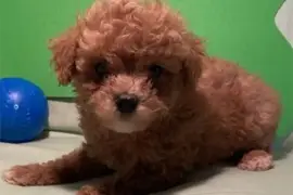 Best Poodle Puppies for Sale in Miami