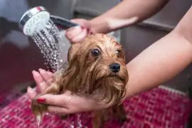 Explore So Fetch Grooming Services in Chicago