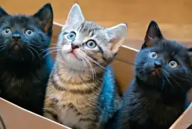 Find Your Furry Friend: Cat Adoption California