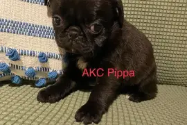 Pug puppies for sale near me | Pug puppies for sal