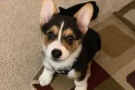 How Much Are Corgi Puppies