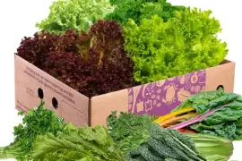 Fresh offers hygienically packed fresh salad boxes